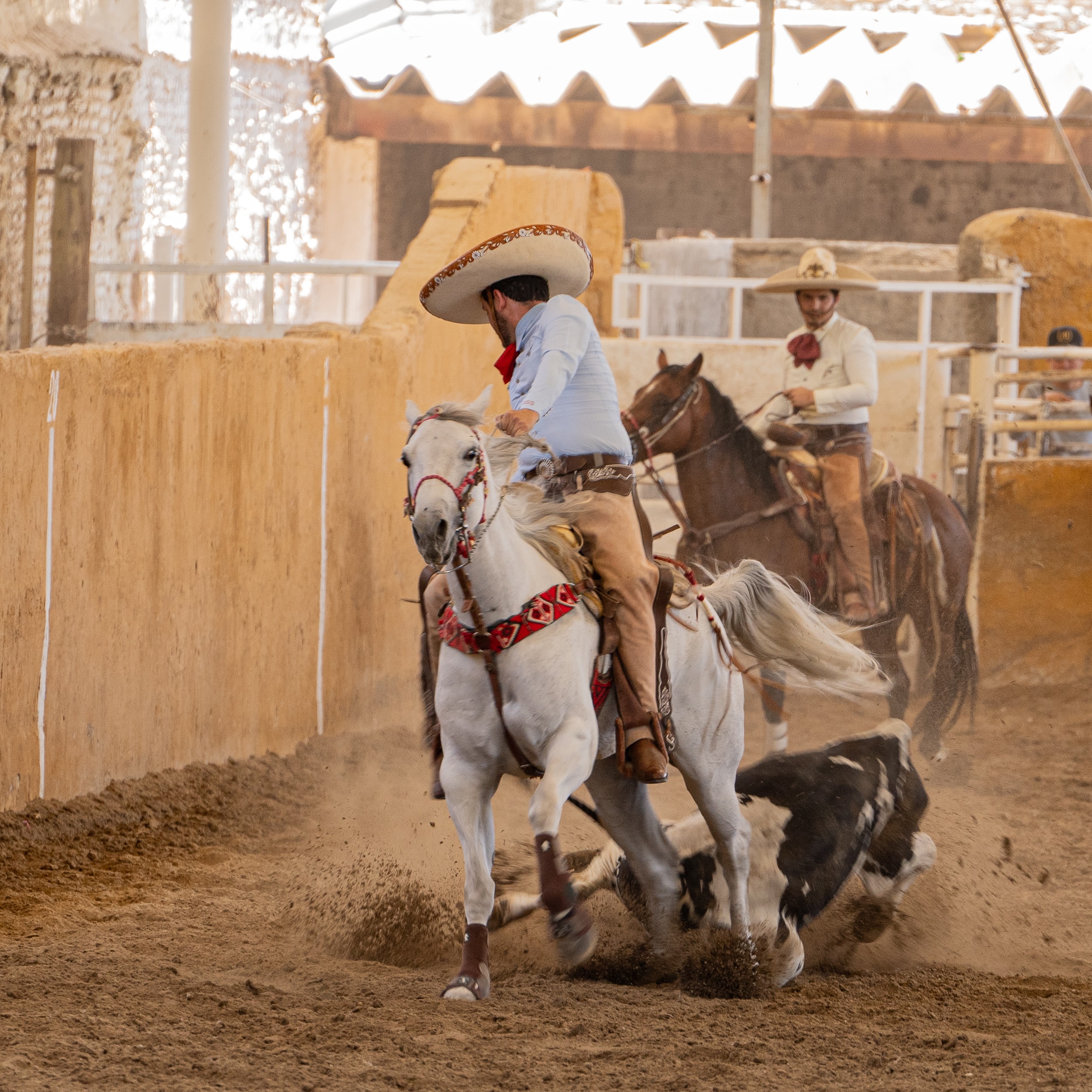Charro coleando toro a caballo blanco con polvo en el Lienzo Charro