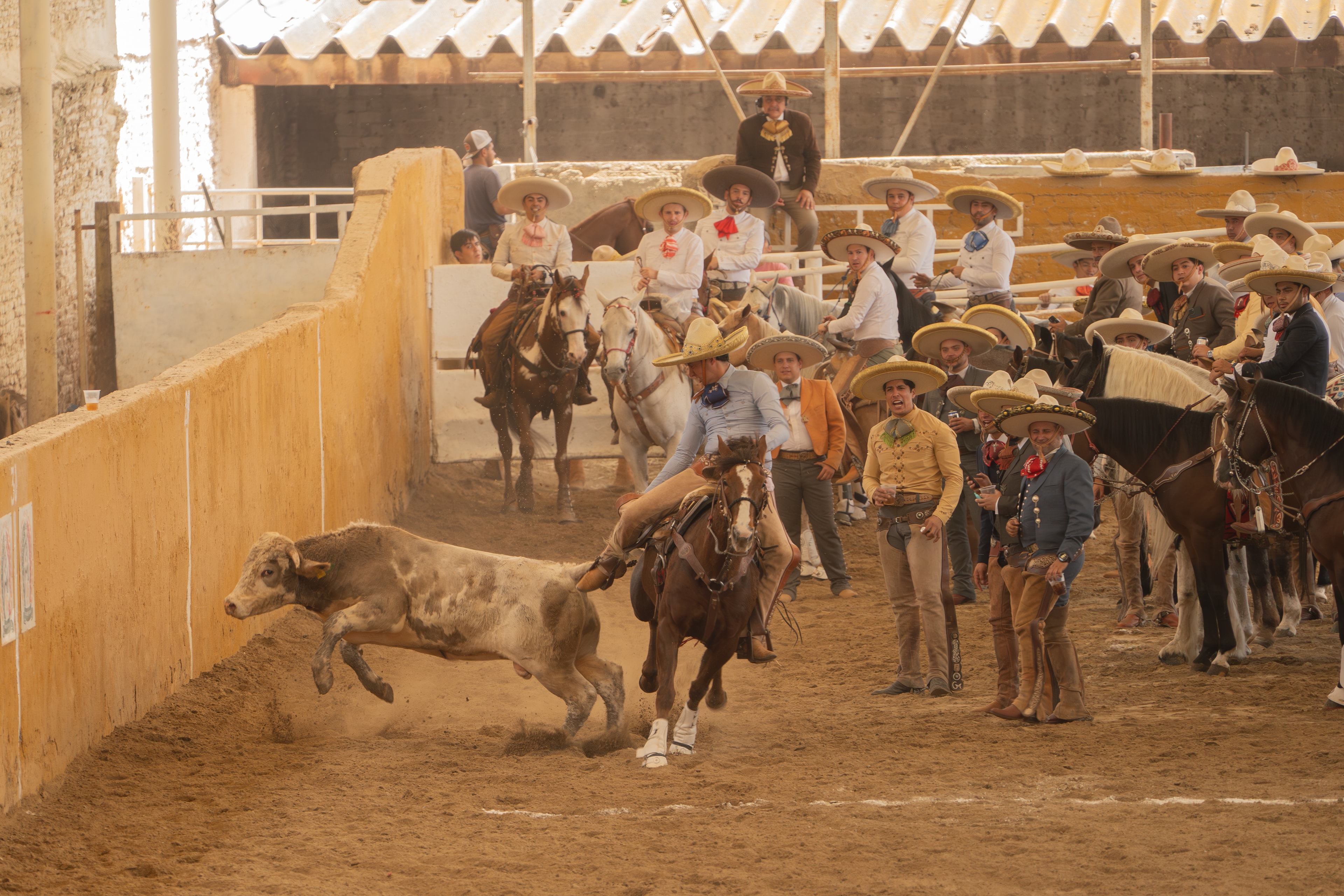 Charro a caballo persiguiendo toro en la arena del Lienzo Charro ante el público
