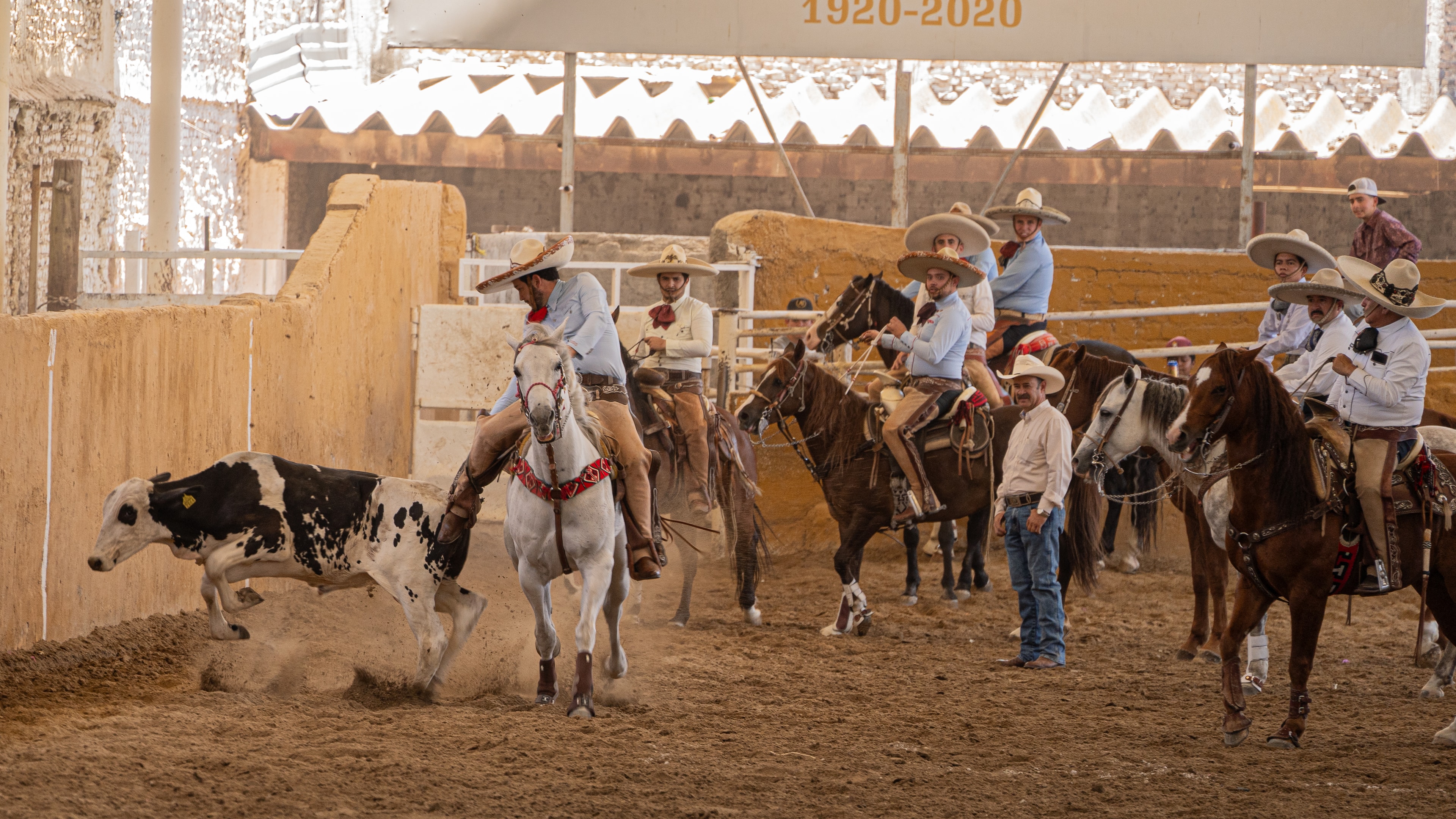 Charros a caballo persiguiendo toro en la arena del Lienzo Charro