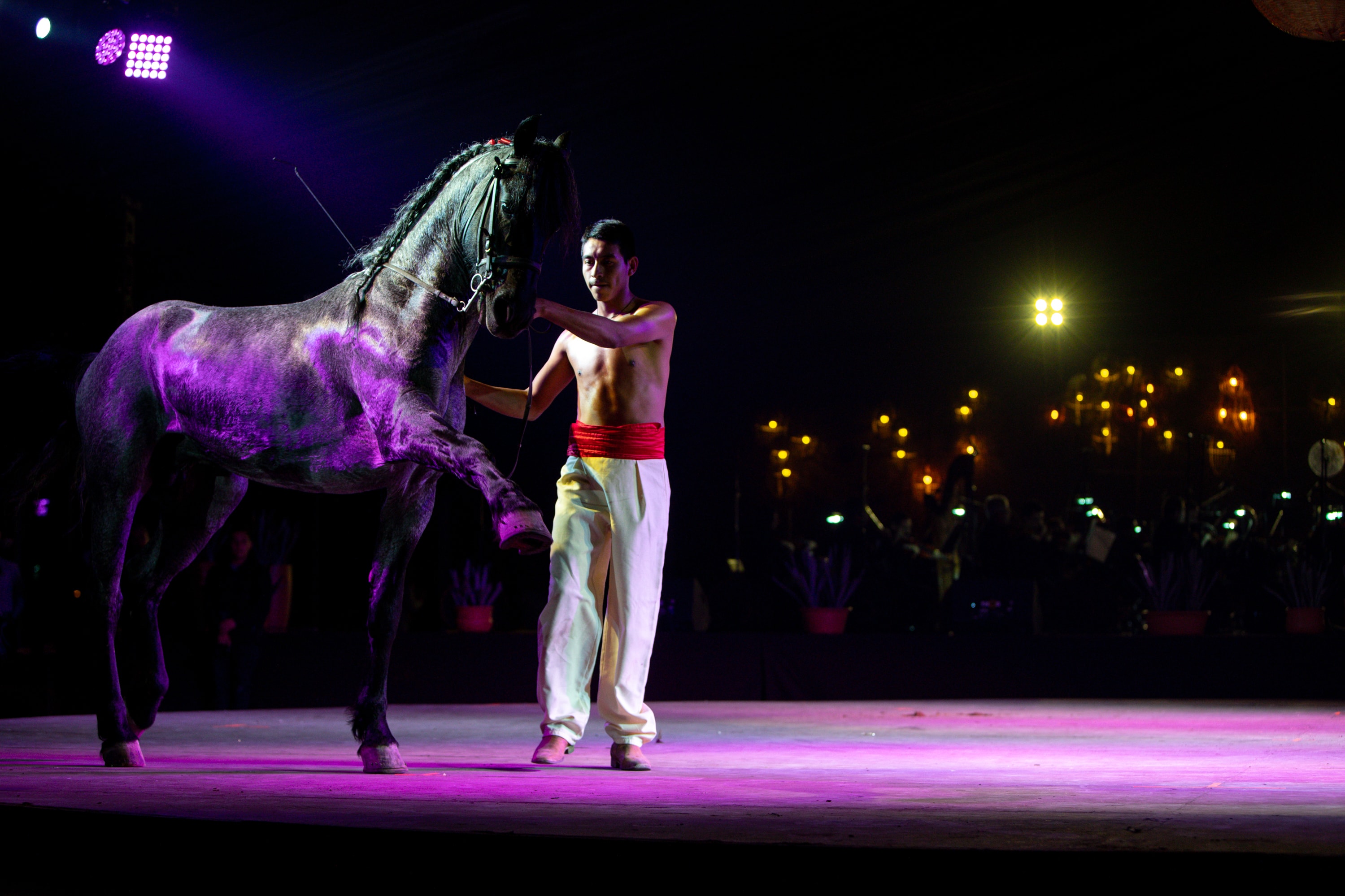 Domador con caballo negro bajo luces púrpura en espectáculo ecuestre